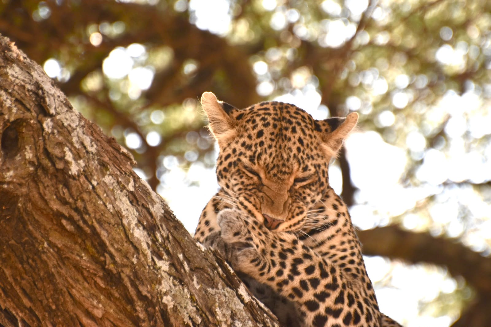 Serengeti wildlife Tanzania